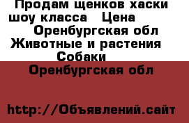 Продам щенков хаски шоу класса › Цена ­ 12 000 - Оренбургская обл. Животные и растения » Собаки   . Оренбургская обл.